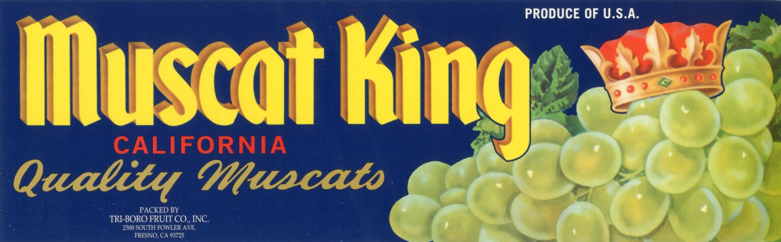 Muscat King Muscat King